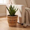 Natural woven willow planter with a snake plant beside a cream sofa